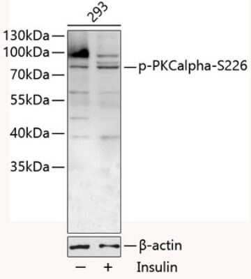 Western Blot: PKC alpha [p Ser226] AntibodyBSA Free [NBP3-05437]